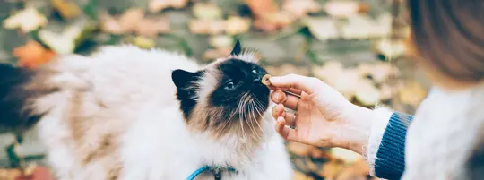 Cat getting a treat