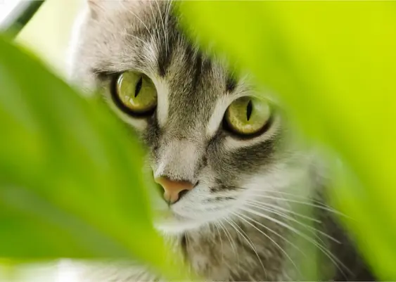 Cat Looking Through Plant Leaves