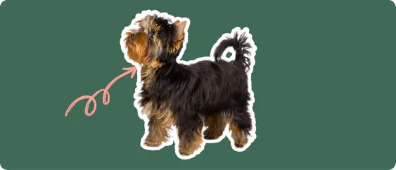 Yorkshire terrier