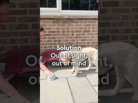 Tennis ball games for dogs - Restraint