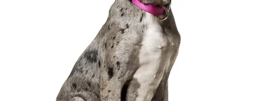 Great Dane