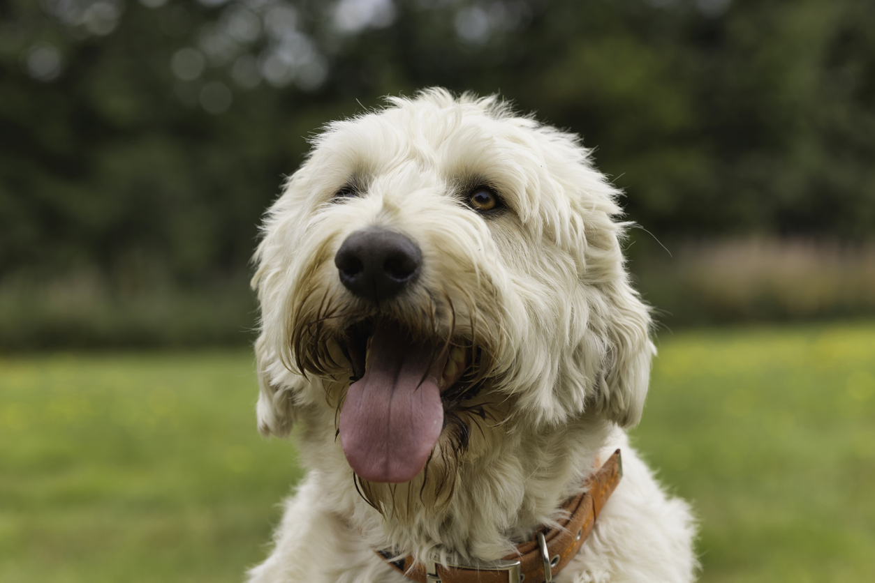 Cream Labradoodle 