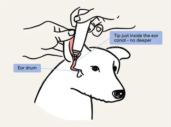 Dog ear cleaning