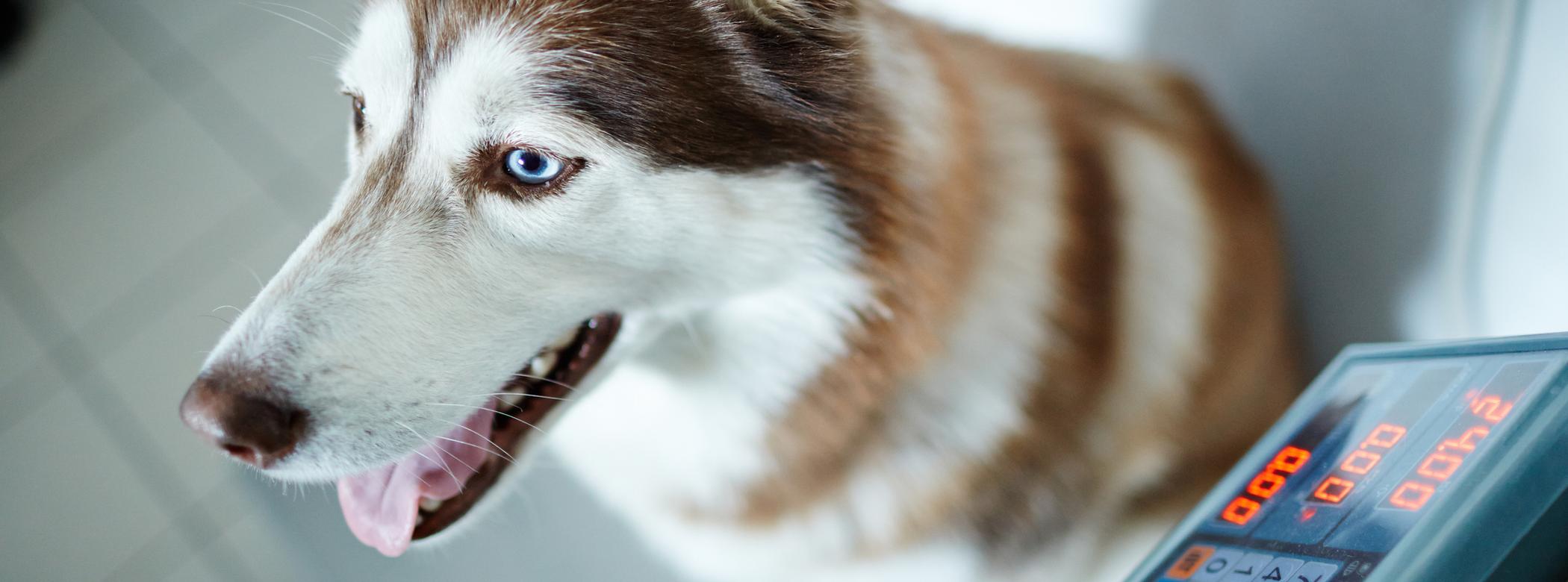 A brown and white Husky gets weighed at the vets.