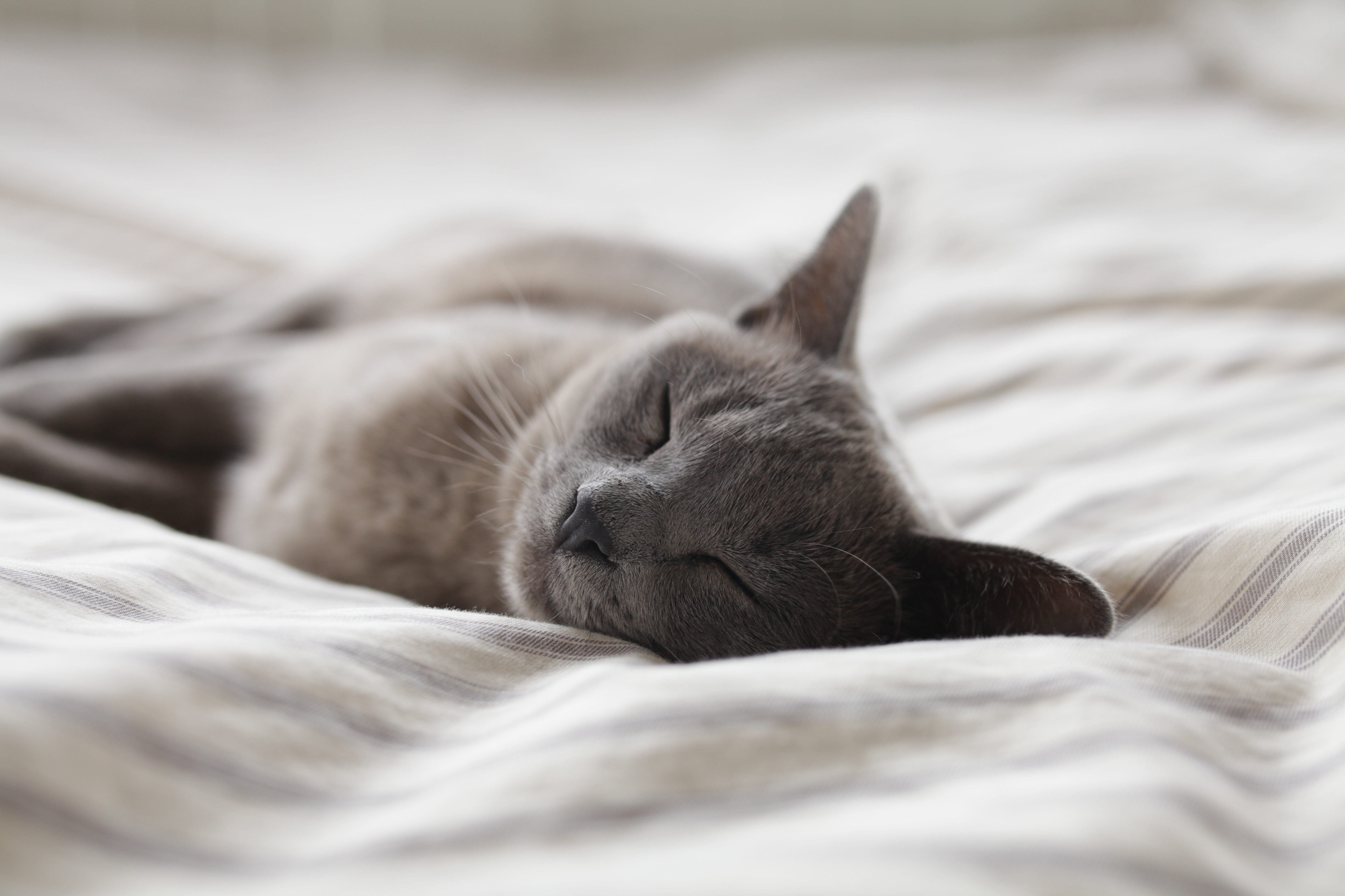 A Moping Cat