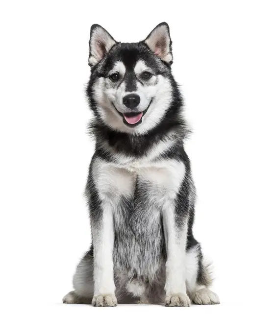 Image of a Siberian Husky on a white background