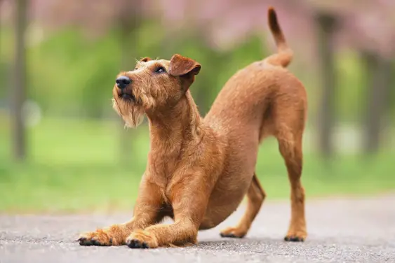 Image of a brown Airedale Terrier bowing playfully
