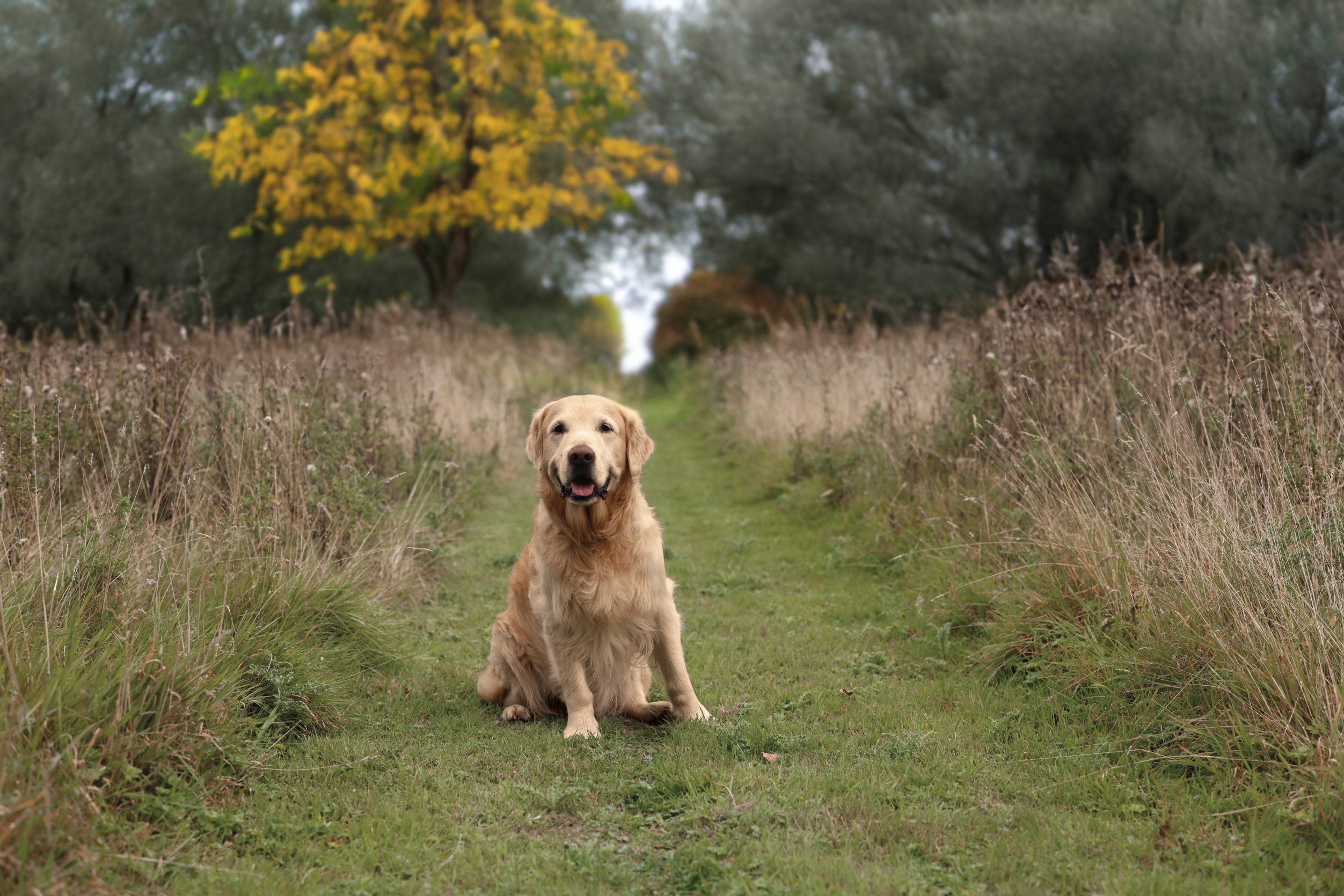 Old_golden_retriever_in_field