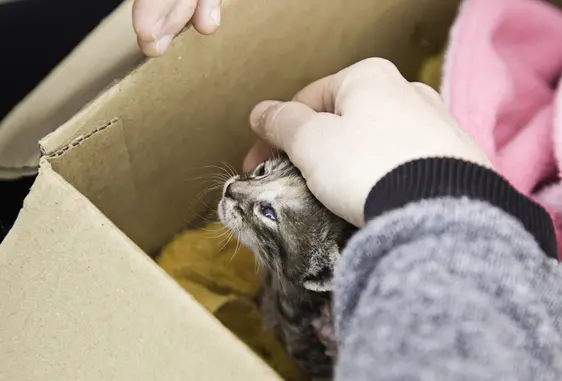 kitten in a box being pet by a human hand