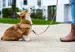 A Welsh Corgi looks up at their pet parent on a lead