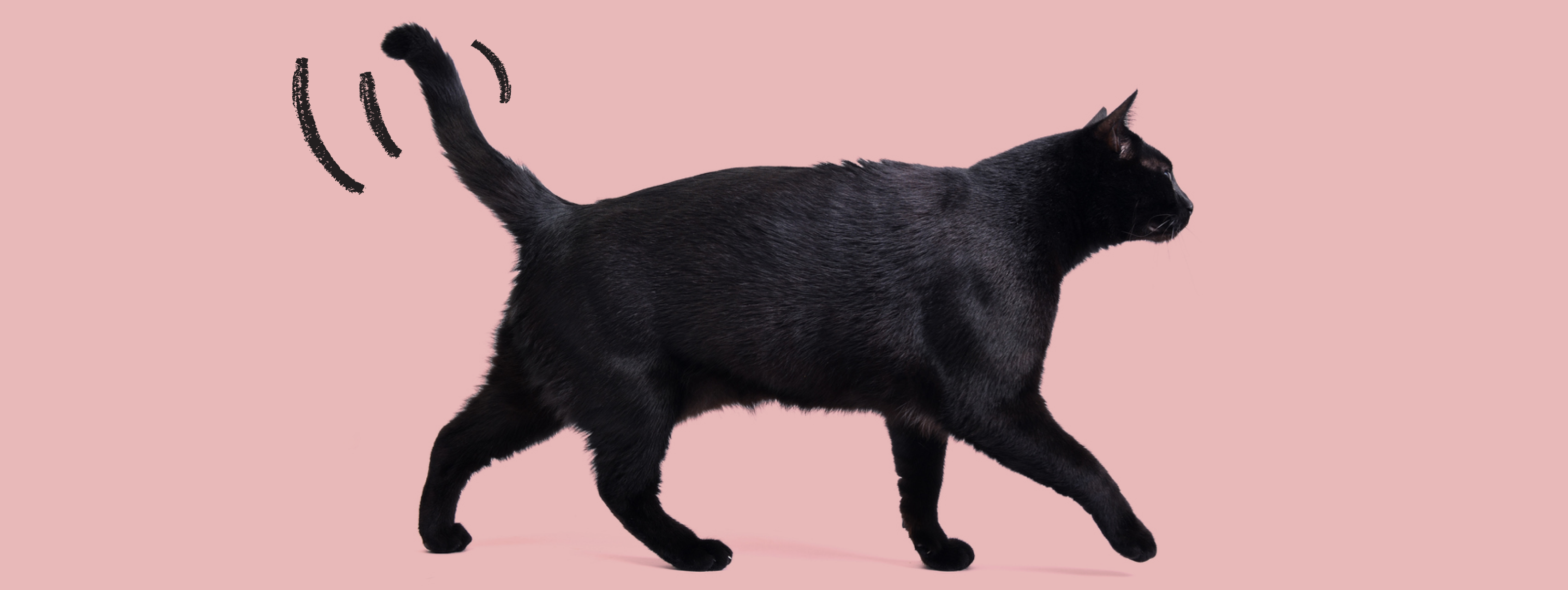 A black cat walking across a pink background, 3 lines indicate the cats tail is wagging