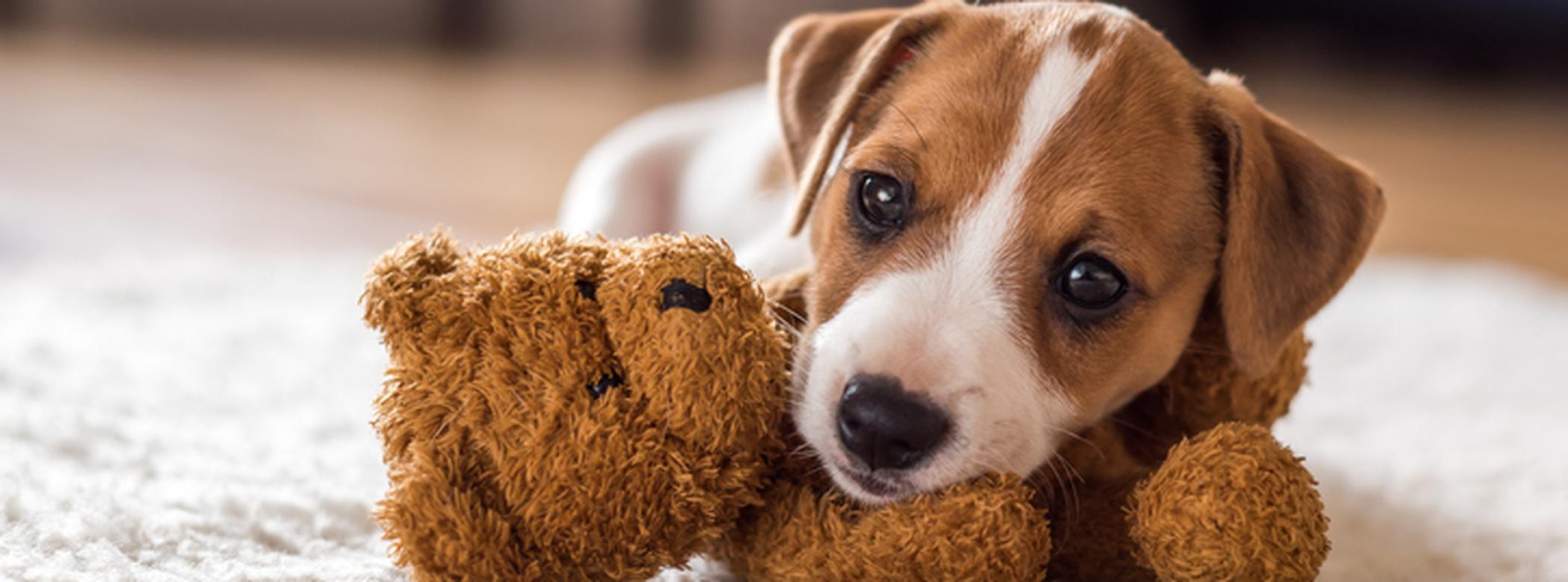Puppy laying on top of a teddy