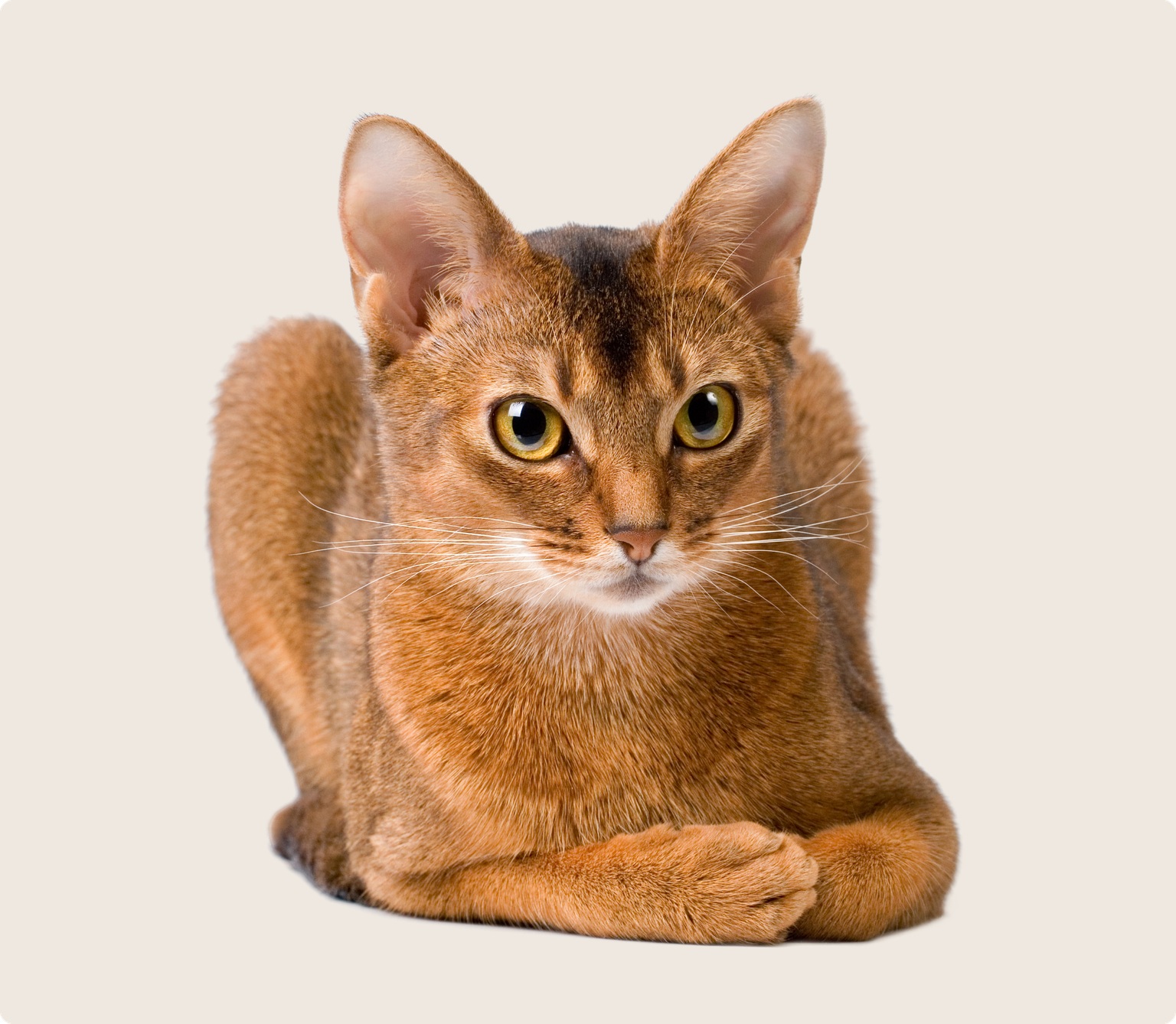 Abyssinian