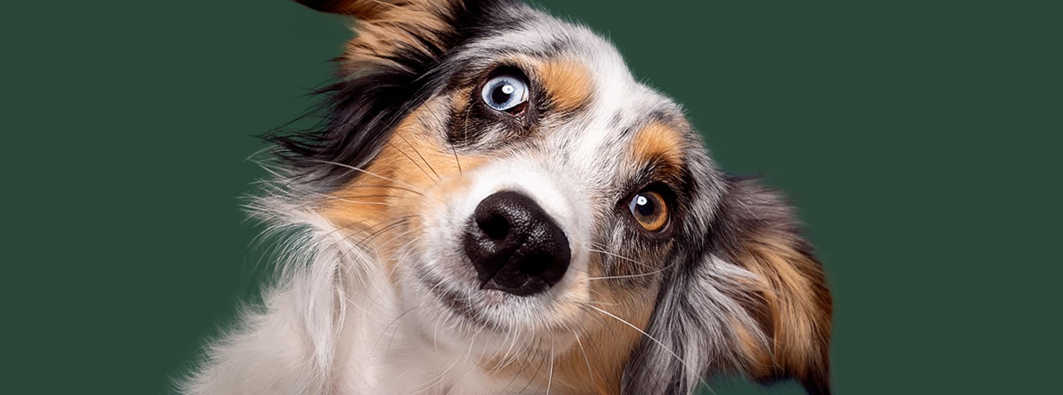 Teenage dog hero
