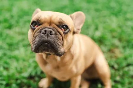 A brown french bulldog standing in the grass with cherry eye in both eyes.