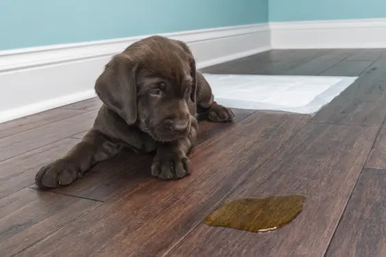 A brown Labrador puppy looks at their pee on a brown hardwood floor