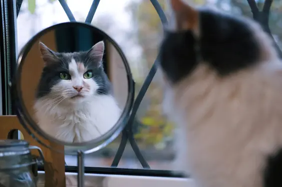 An image of a grey-and-white cat looking into a small, circular mirror near a window