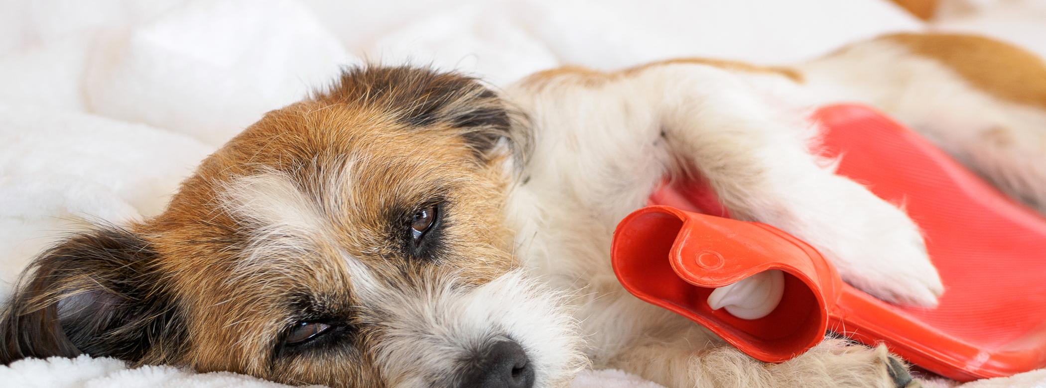 A brown-and-white dog lays next to a red hot water bottle on a bed