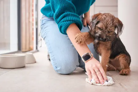 A puppy places a paw on their owner's forearm as the owner cleans up their pee with a cloth
