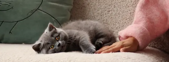 Kitten-insurance