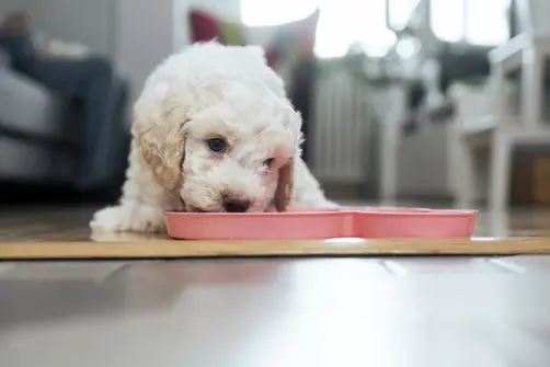 Cream colored Lagotto Romagnolo puppy eating out of pink silicone dish