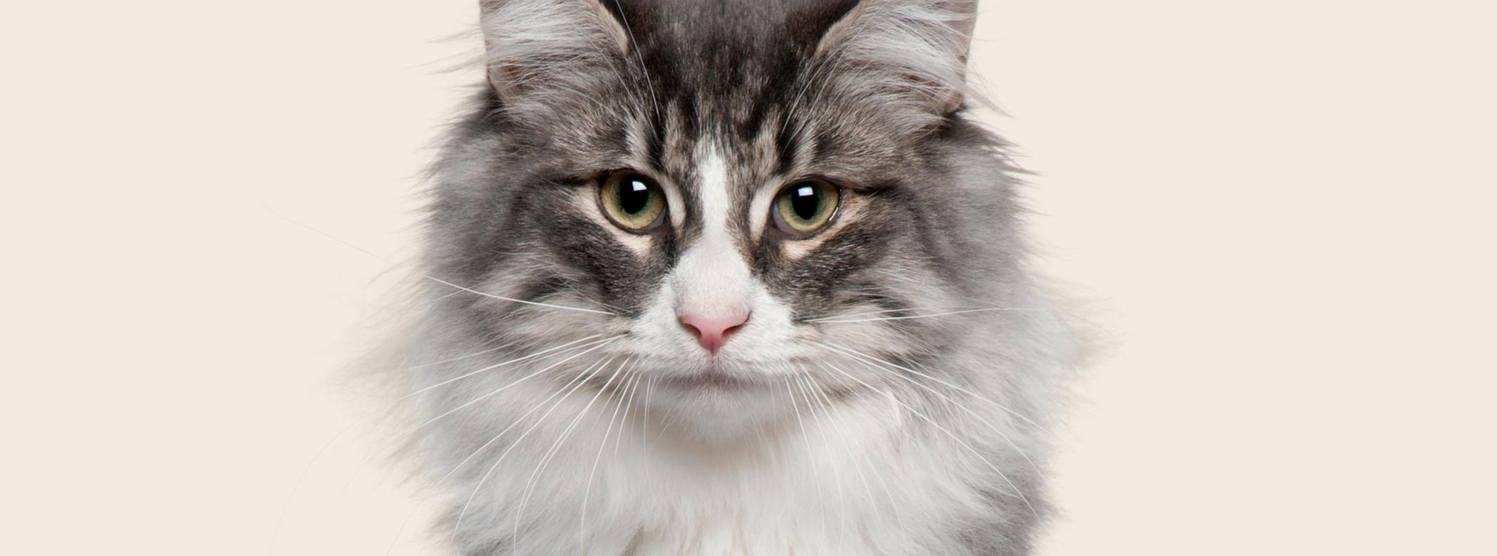 Close up of a Norwegian forest cat on a beige background
