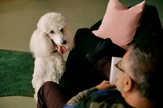 poodle sitting on tan carpet and looking at man sitting on couch holding book