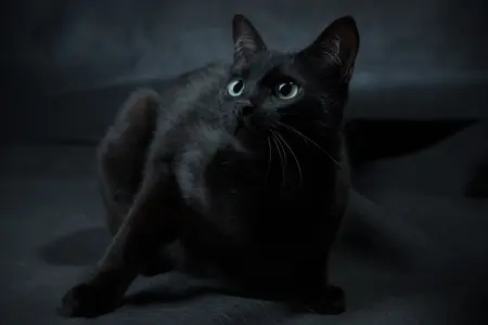cat in dark.