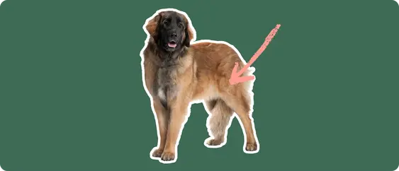 Leonberger dog with a pink arrow drawn to its hip