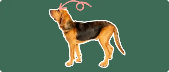 The sideview of a Bloodhound dog cut out with a white outline, with a pink arrow pointing to it's eye, on a solid green background
