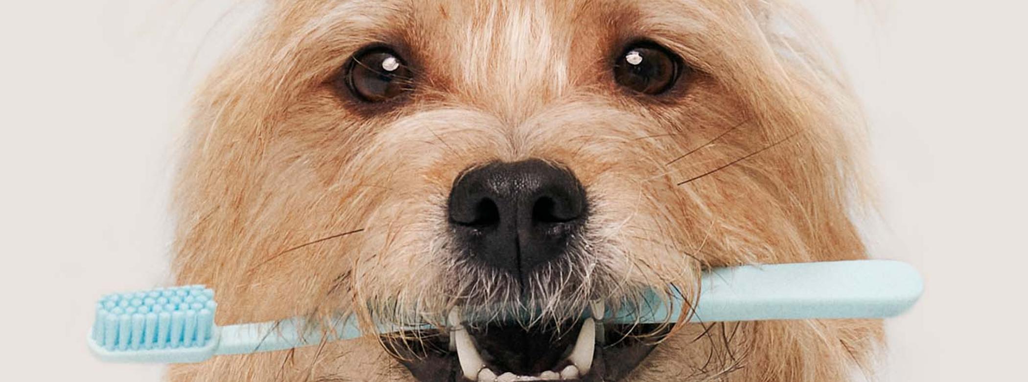 A dog with a toothbrush in his mouth