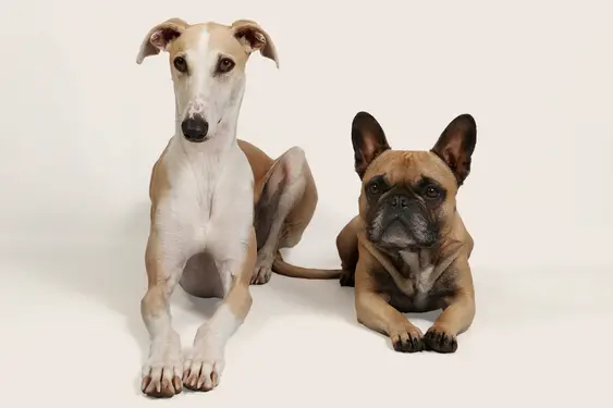 A white and tan whippet dog laying down next to a brown french bull dog on a beige background