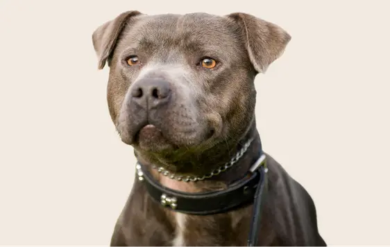 Image of a black-brown Staffordshire Bull Terrier looking into the camera on a beige background