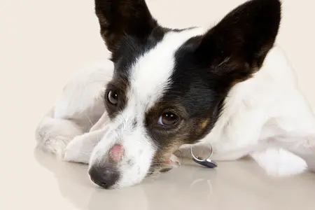 Dog with ringworm on his nose