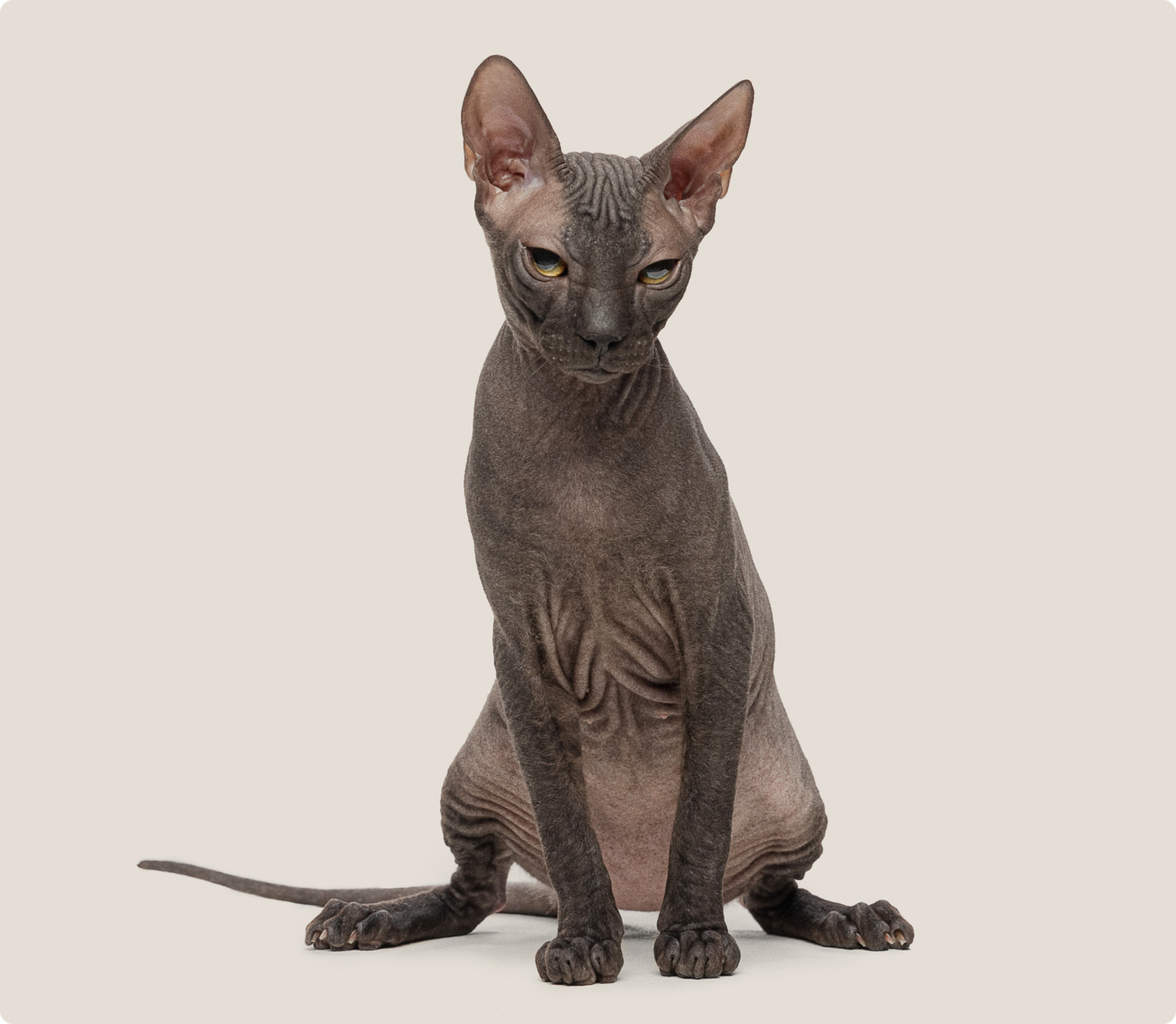 A Mexican Hairless cat sitting up on a beige background