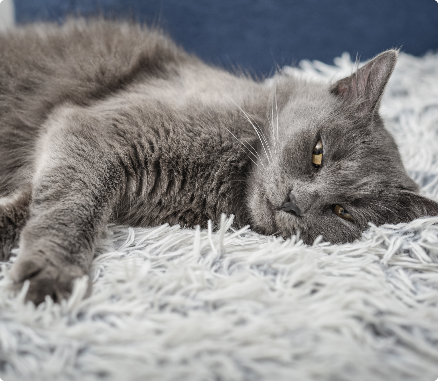 A fluffy grey cat laying on a light grey fur blanket