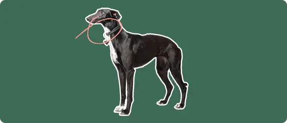 Grey hound
