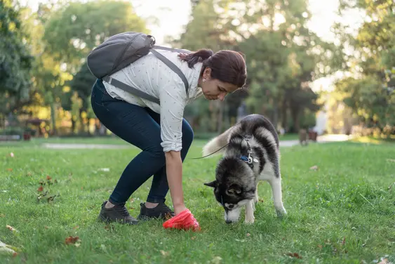 Woman picking up her Huskie's poop with a red bag