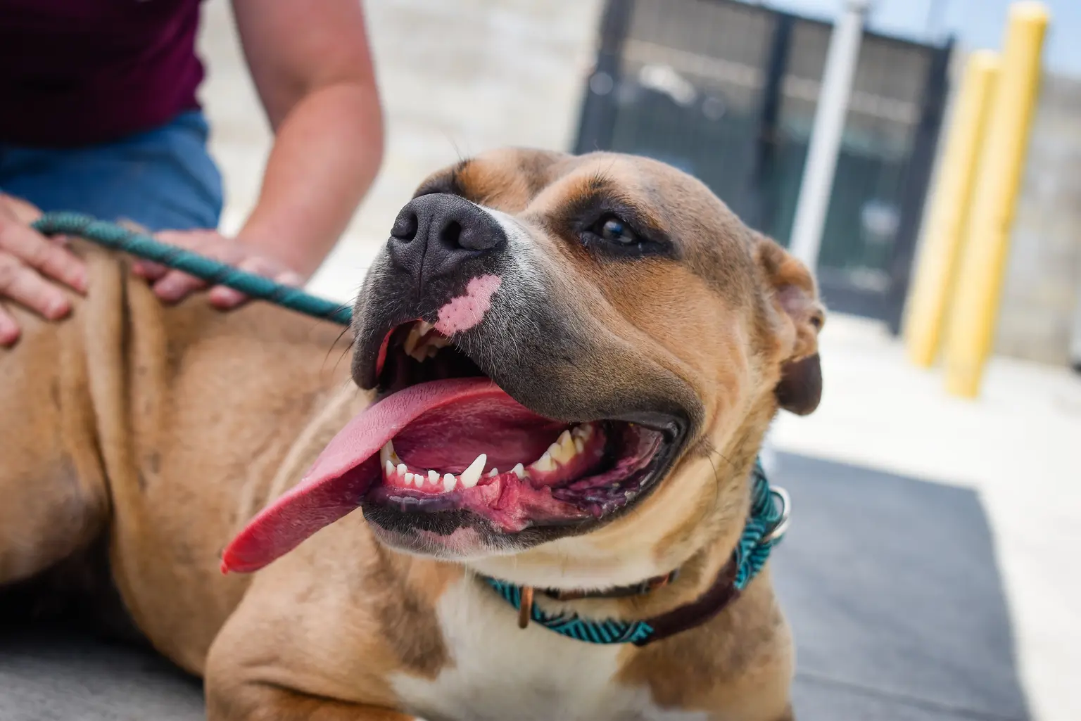 Happy brown and white mixed breed dog with a large tongue hanging out, showing clean teeth, while being held on a leash by a person with blue gloves.