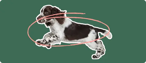 Image of a Springer Spaniel with a pink arrow circled around it