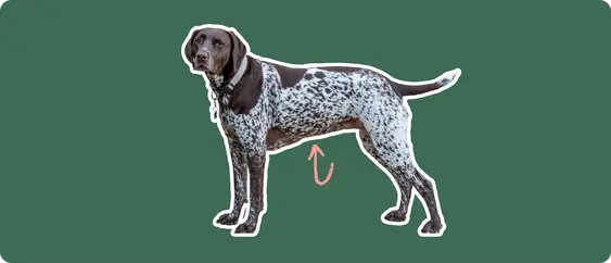 German shorthair pointer