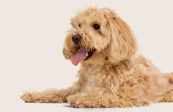 A cockapoo sitting