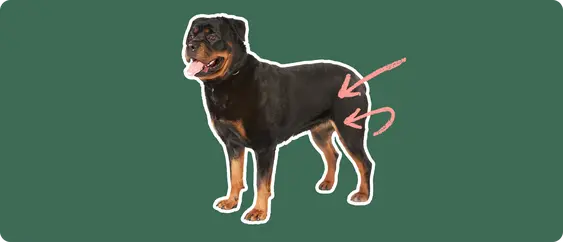 Image of a rottweiler with pink arrows pointing at its elbow and hip to show elbow and hip dysplasia