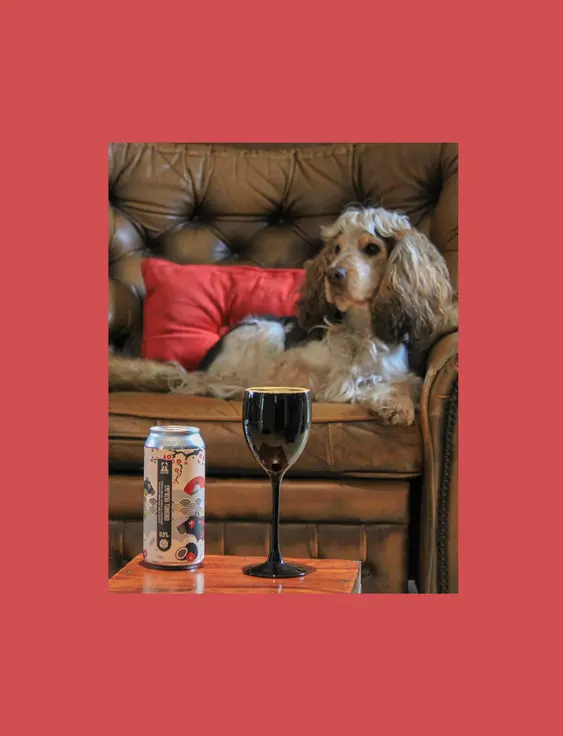 Cocker Spaniel lounging regally in a leather armchair, beside a can of craft beer and a stem glass of dark ale.