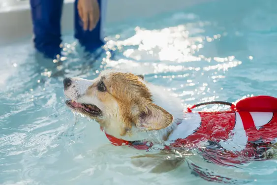 Welsh corgi dog wearing orange and white life jacket in the swimming in the swimming pool