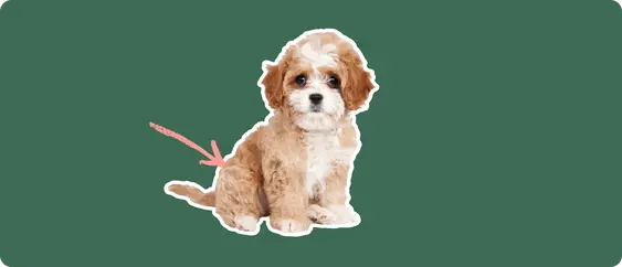 Cavapoo