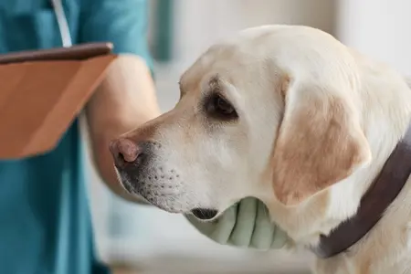 Golden Retriever at the vet