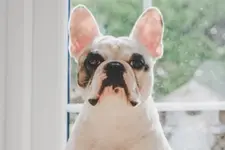 dog by the door