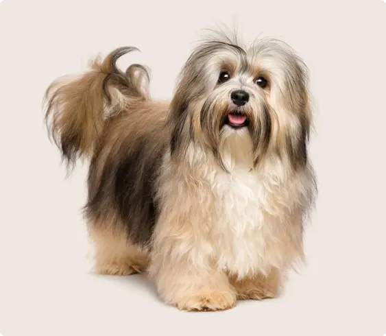 Havanese dog standing with an open mouth, friendly expression in front of a beige background