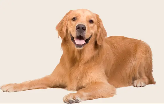 Image of a Golden Retriever lying down on a beige background